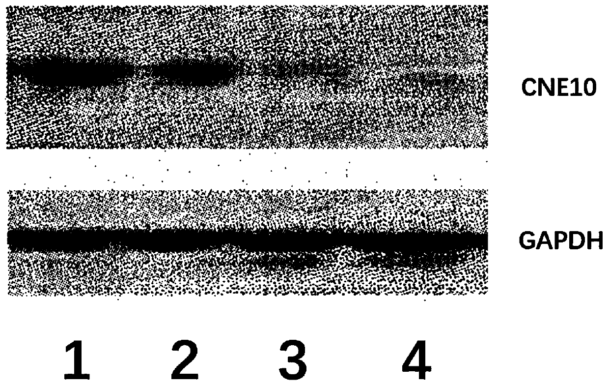 CNE10 Gene Knockout in Epidermal Stem Cells Using CRISPR-Cas System