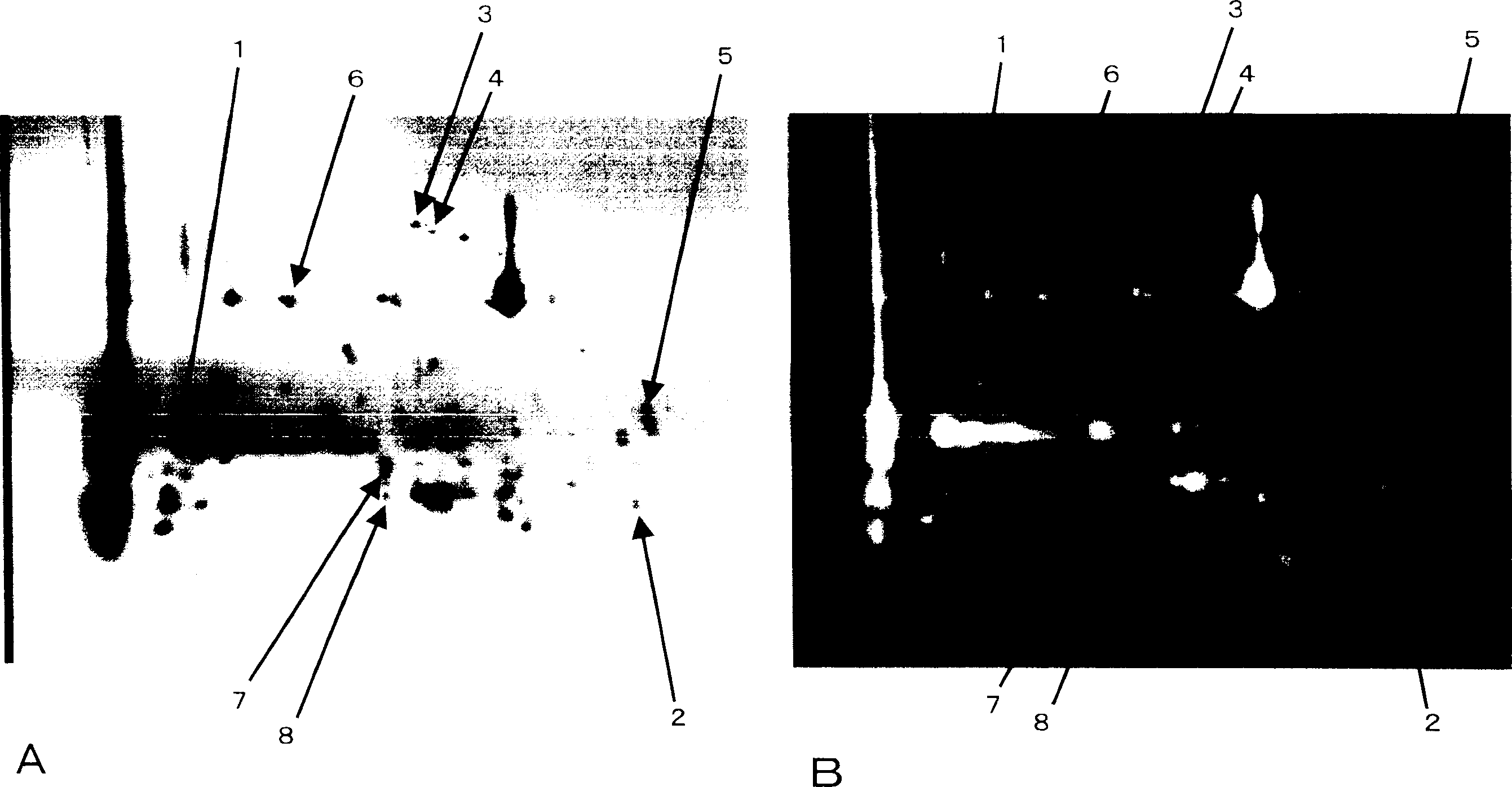 Method of detecting allergen protein