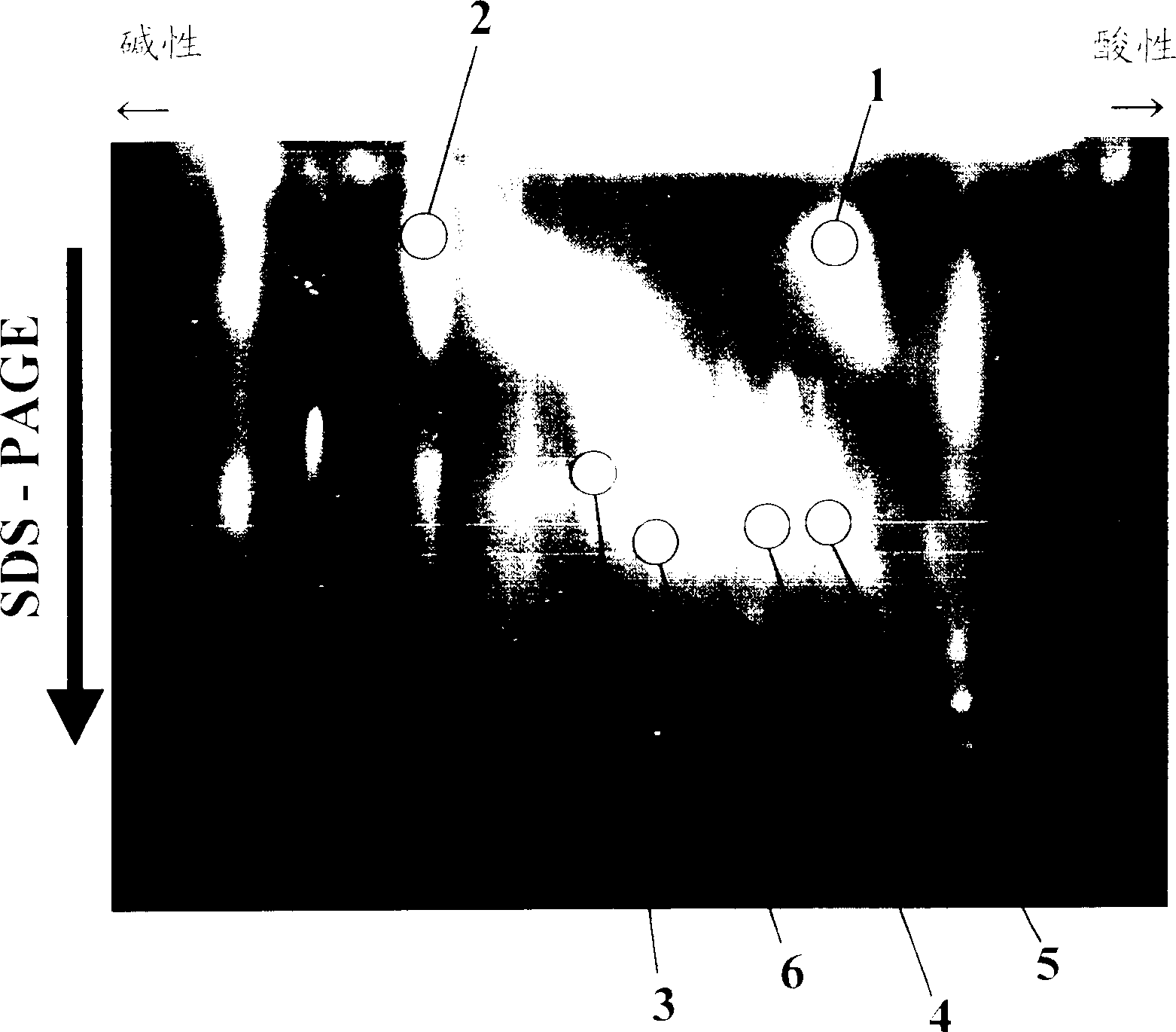 Method of detecting allergen protein