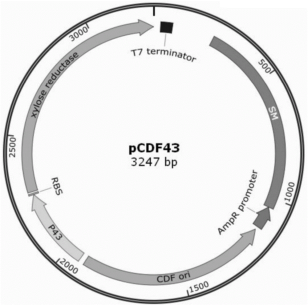 Escherichia coli genome integration vector, genetically engineered bacterium and application of genetically engineered bacterium to xylitol production