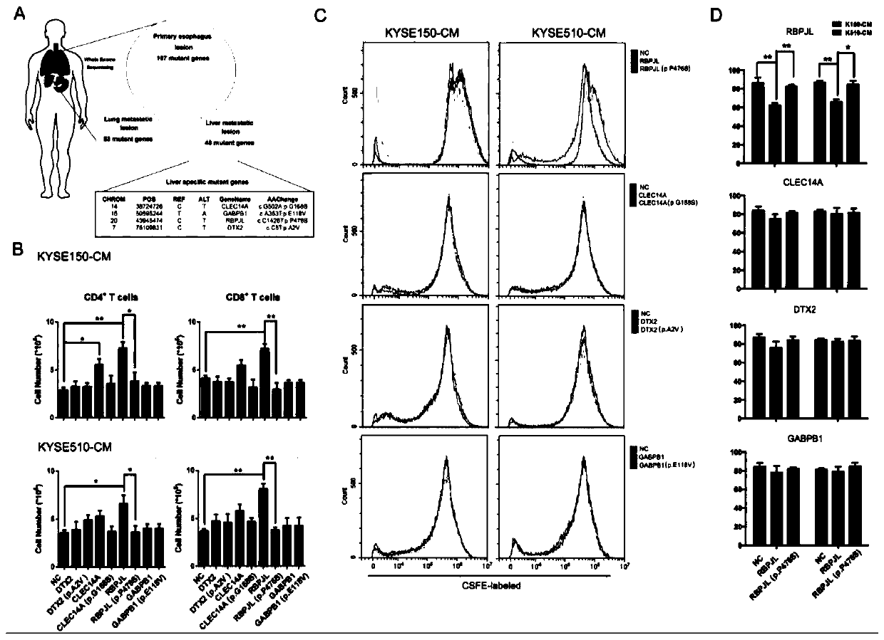 Application of p.P476S mutation of RBPJL gene as PD-1 antibody medication guiding marker