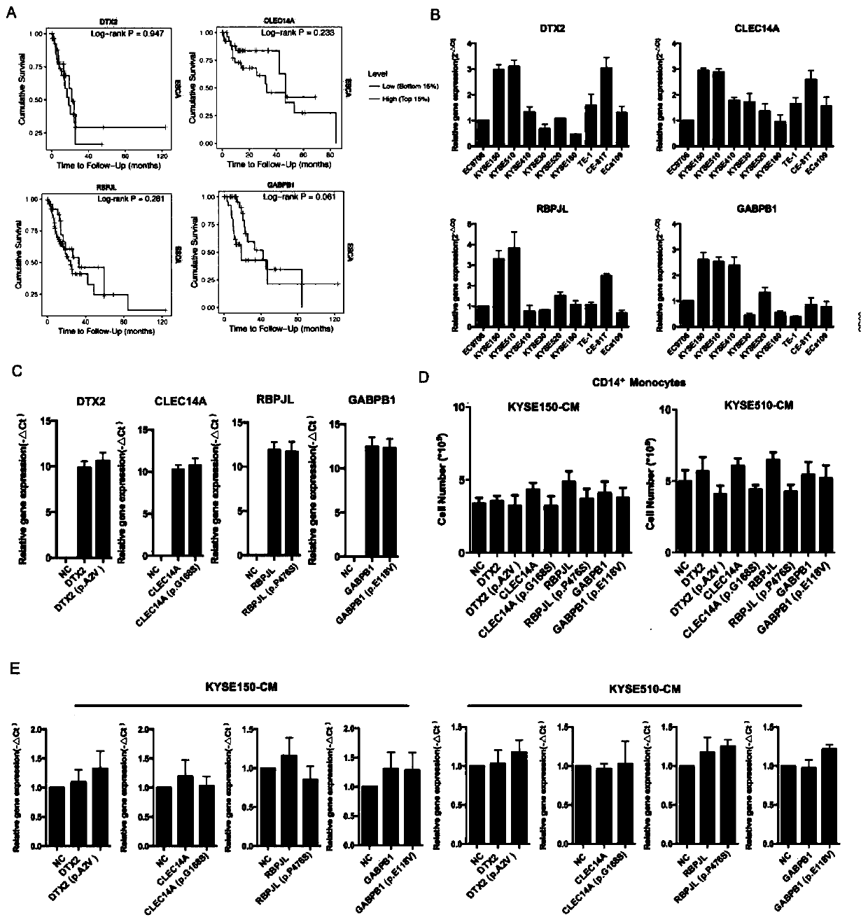 Application of p.P476S mutation of RBPJL gene as PD-1 antibody medication guiding marker