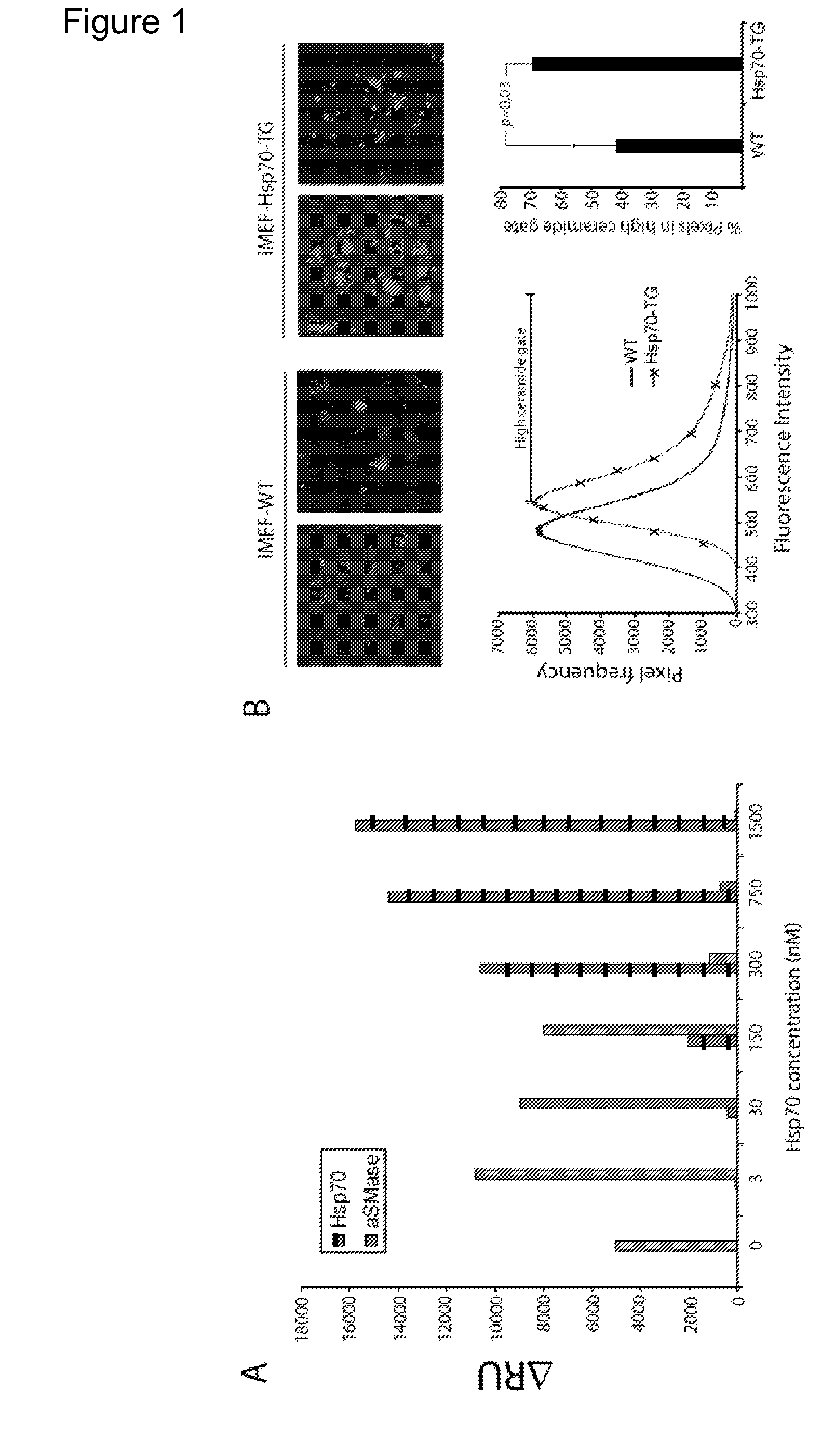 Use of Hsp70 as a regulator of enzymatic activity