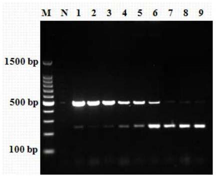 Primer set for identifying chicken parvovirus and bird nephritis virus and application thereof