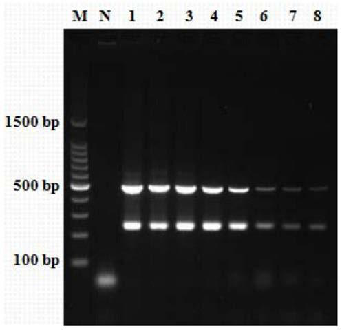 Primer set for identifying chicken parvovirus and bird nephritis virus and application thereof