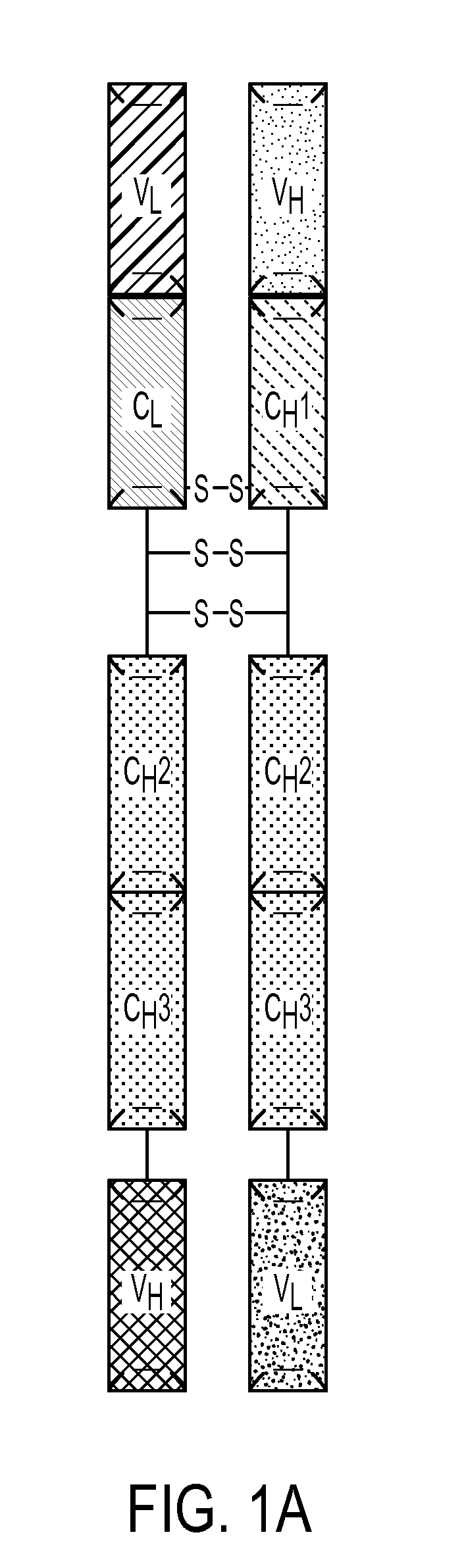 Multivalent antibody analogs, and methods of their preparation and use