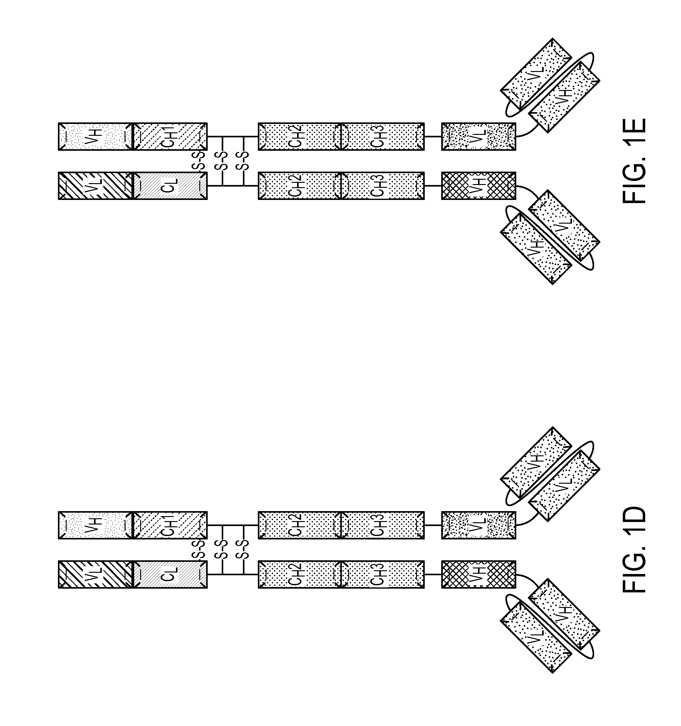 Multivalent antibody analogs, and methods of their preparation and use