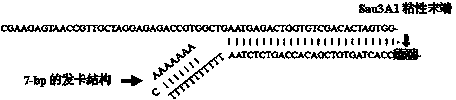 Method for detecting insertion flanking sequence and copying quantity of Tgf2 transposon in goldfish genome