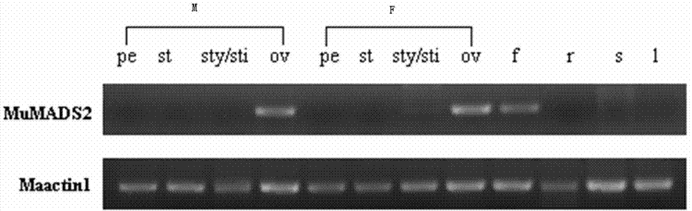 Application of MuMADS2 to culturing of fruit quality-improved transgenic plant