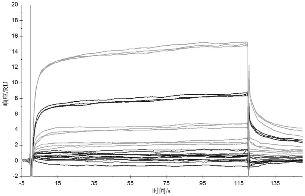 A kind of polypeptide targeting triple-negative breast cancer cells and its application