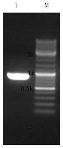 MSTN nano antibody, construction method and application thereof