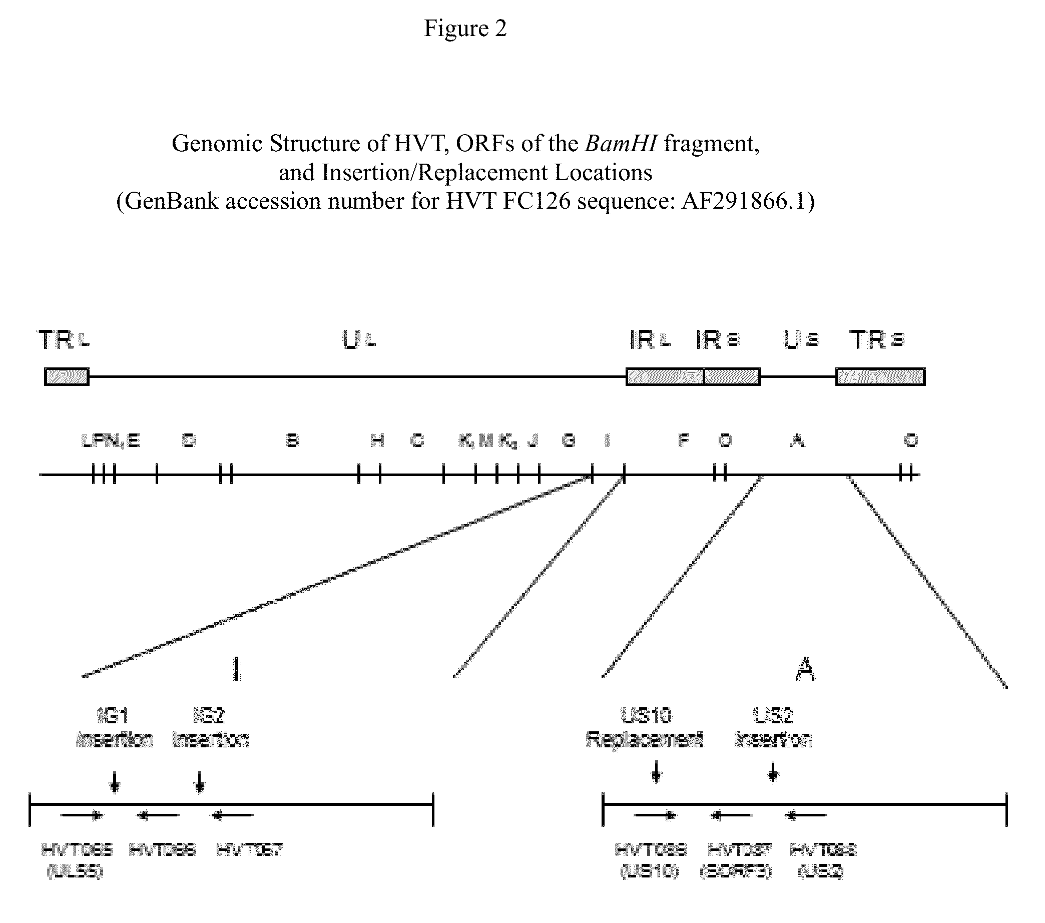 Recombinant HVT vectors expressing antigens of avian pathogens and uses thereof