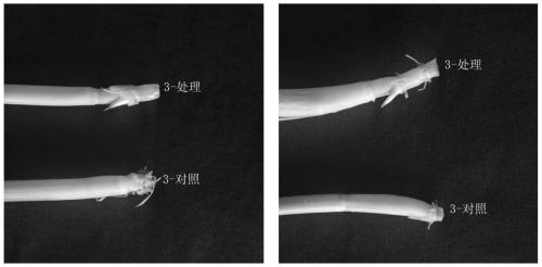 A kind of hydroponic method of rice rhizome