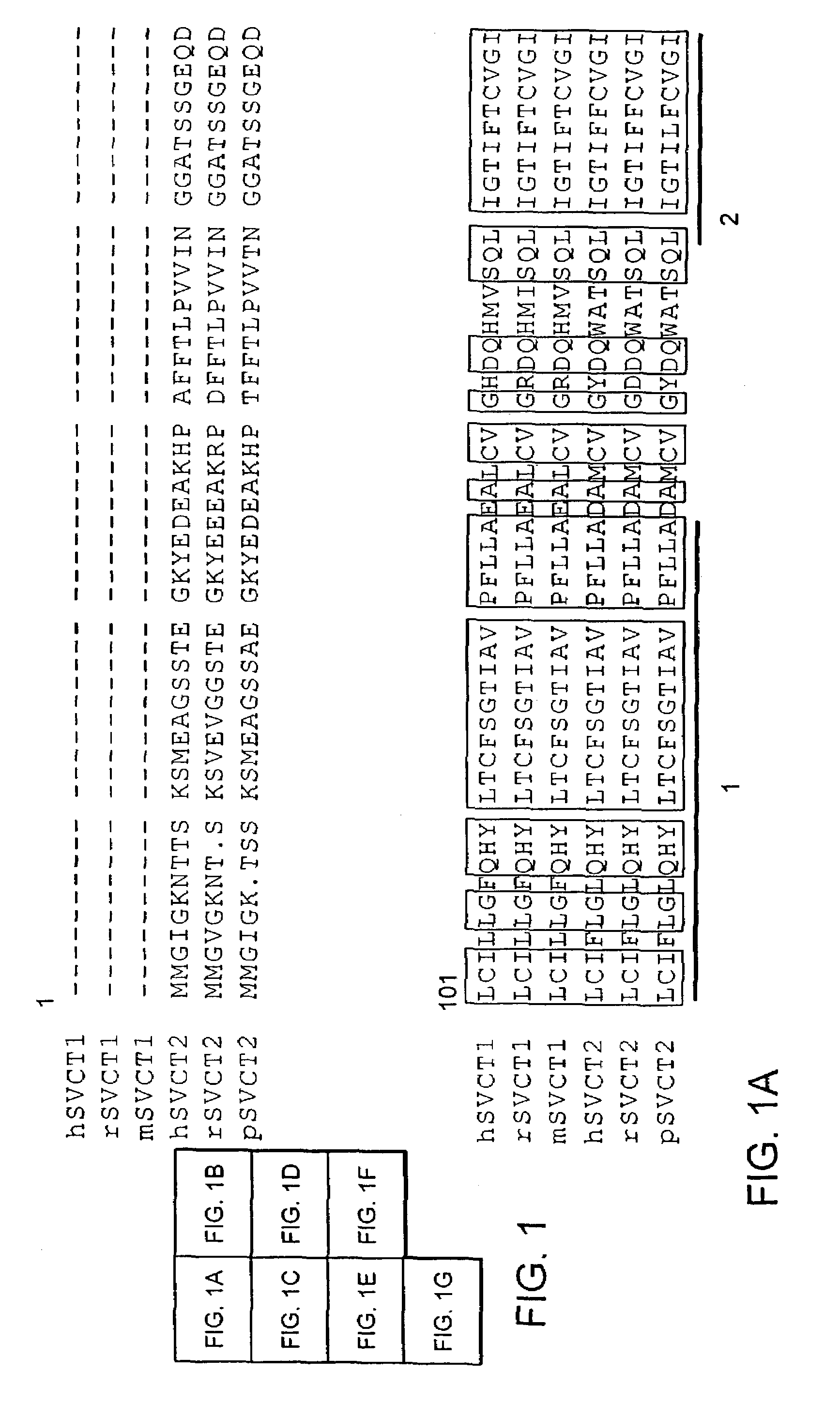 Methods for transporting vitamin C