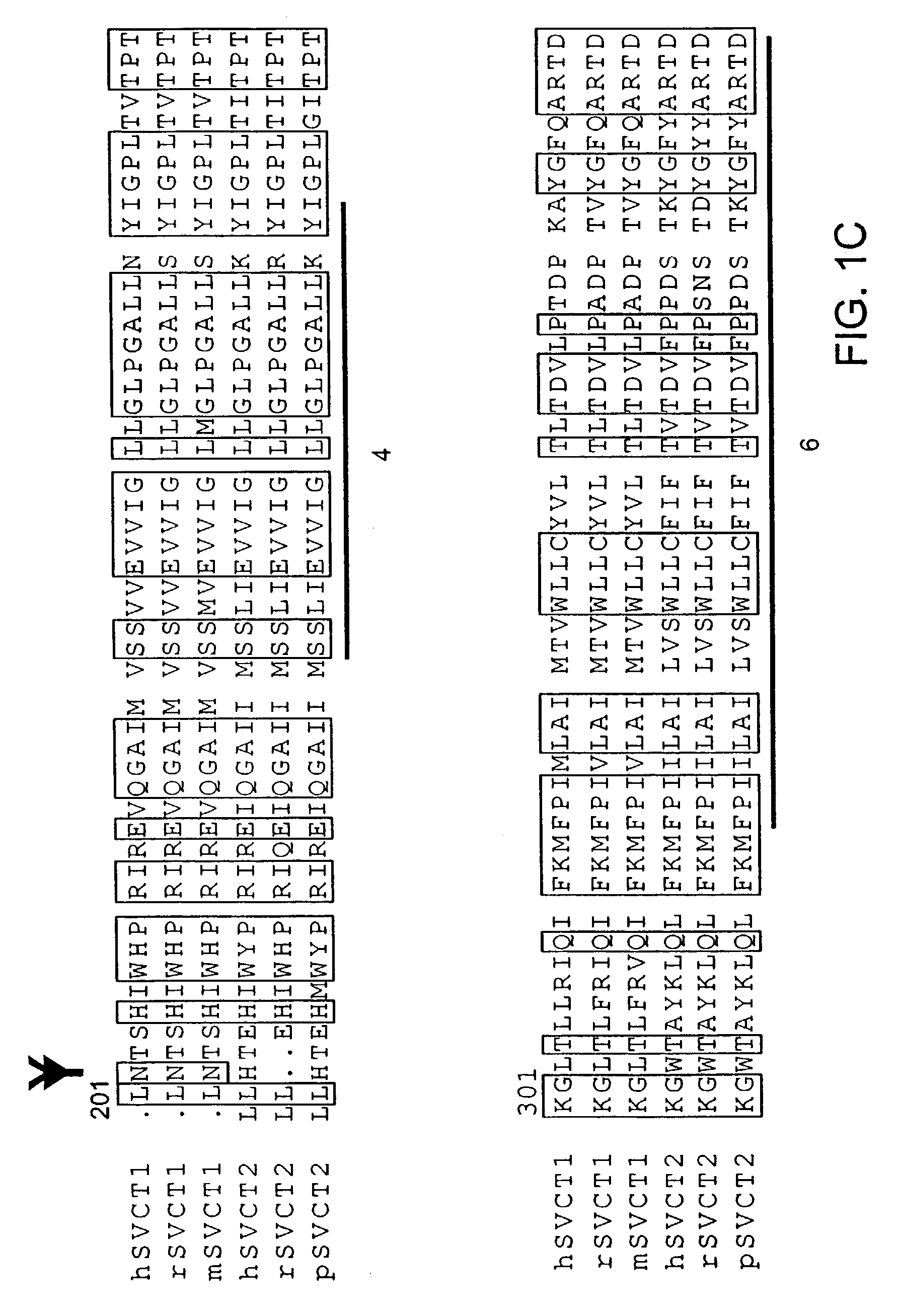 Methods for transporting vitamin C