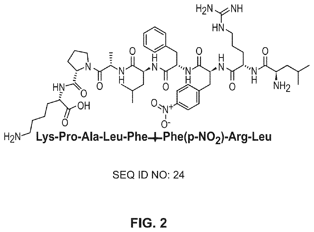 Aspartic protease-triggered antifungal hydrogels