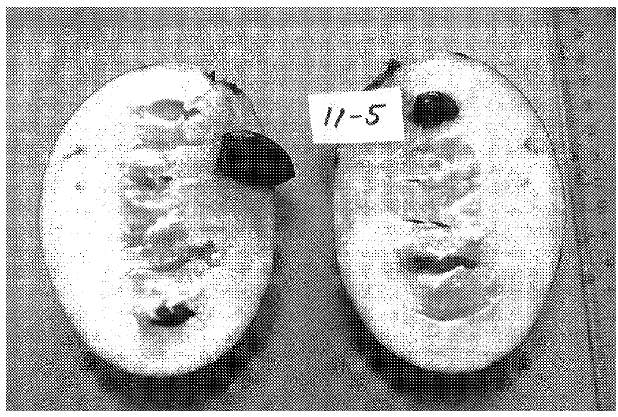 Pawpaw tree named `Levfiv`