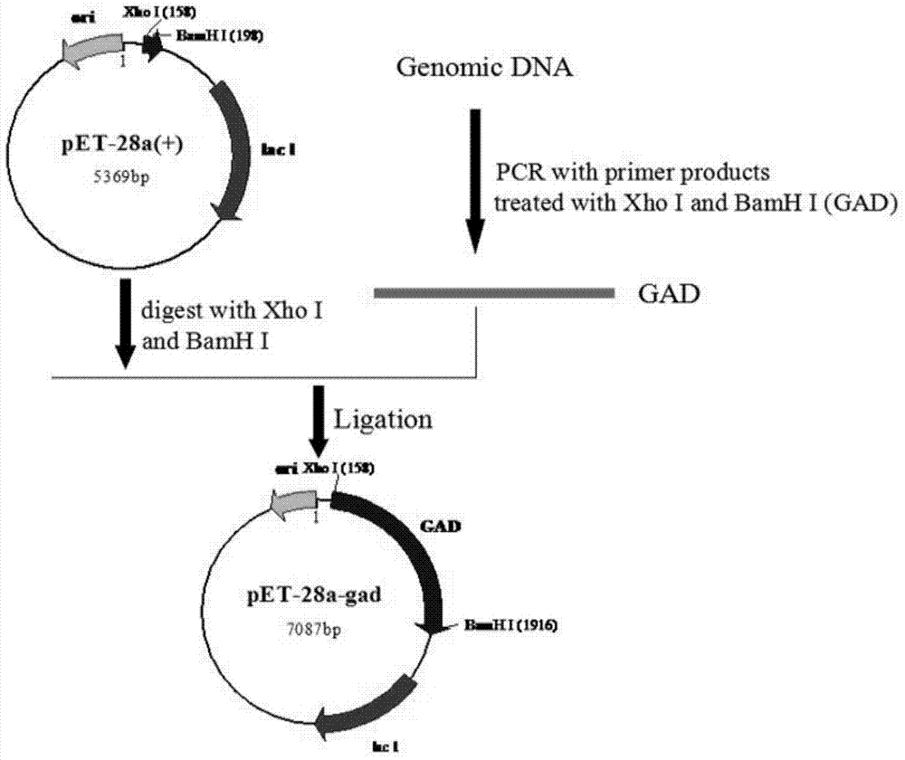 Glutamic acid decarboxylase recombinant bacterium, and construction method and application thereof