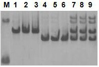 A primer for identifying the seed purity of non-heading Chinese cabbage Sujun 316 and its application