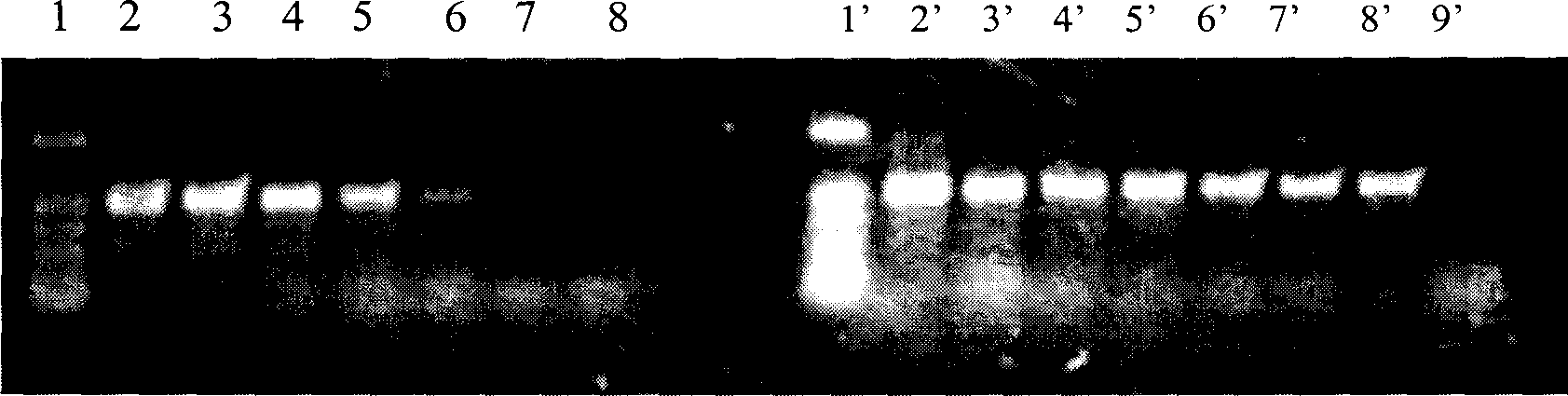 Method for detecting plant pathogenic bacteria sensitivity by improving PCR technology