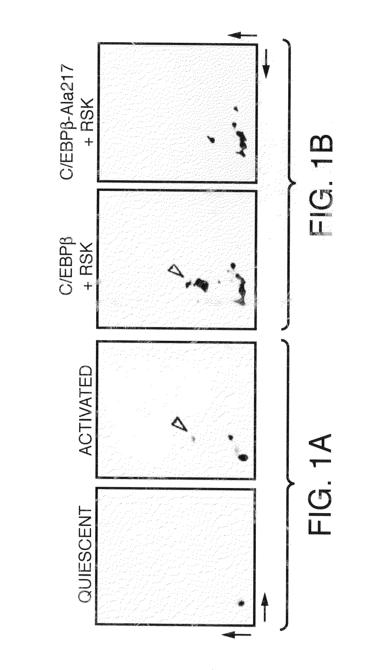 Treatment Of Disease By Inducing Cell Apoptosis