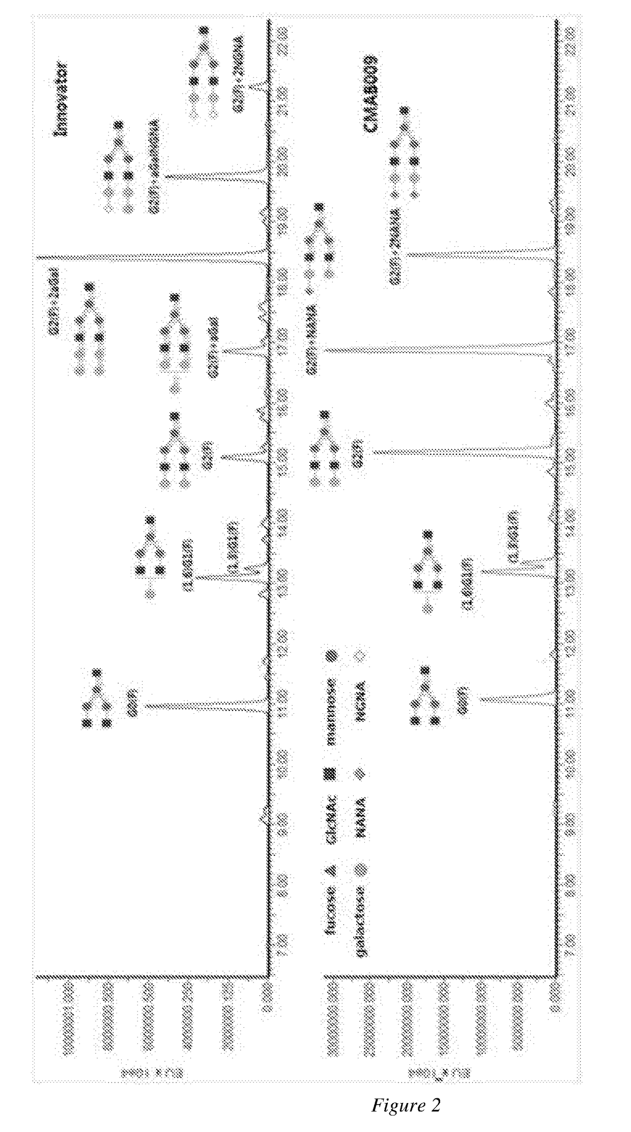 A novel Anti-egfr monoclonal antibody, method of making, and use thereof