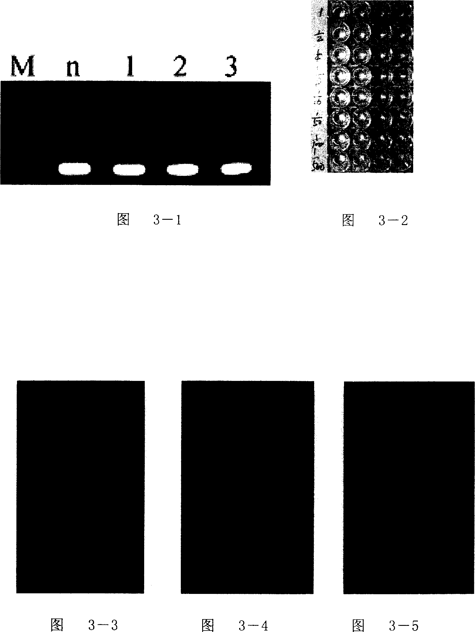 A gene chip, nucleotide sequence and reagent kit for detecting virus of potato family plant