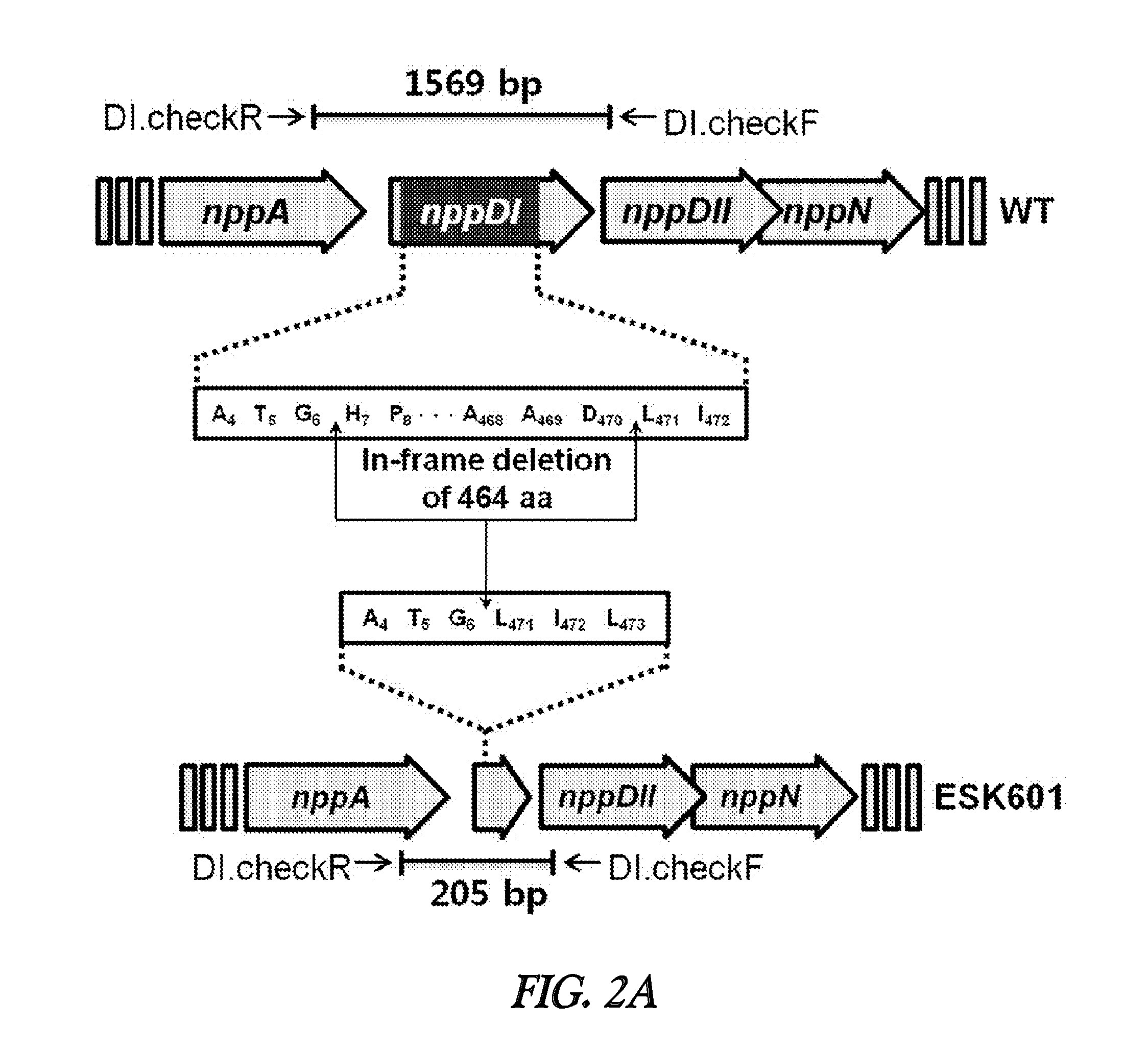 Novel polyene compound, method for preparing the same, and antifungal drug comprising novel polyene compound asactive ingredient