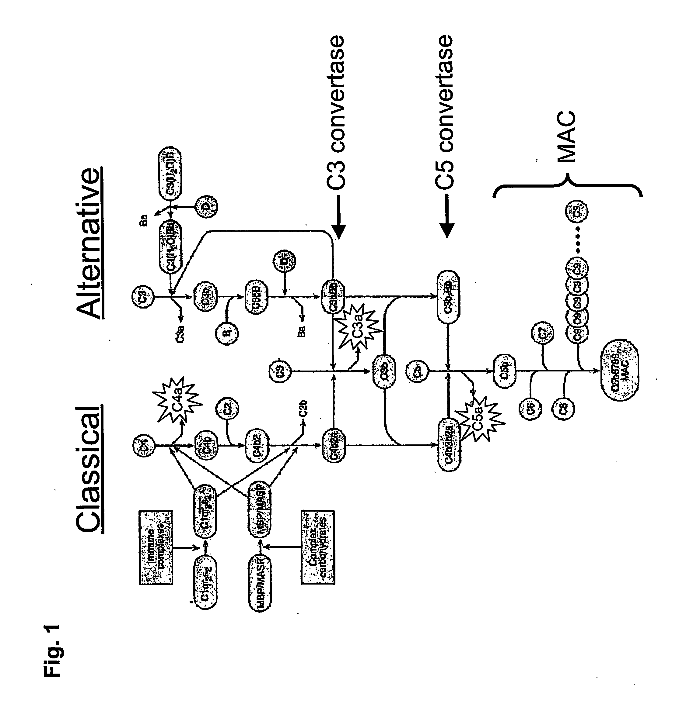 Complement inhibitors