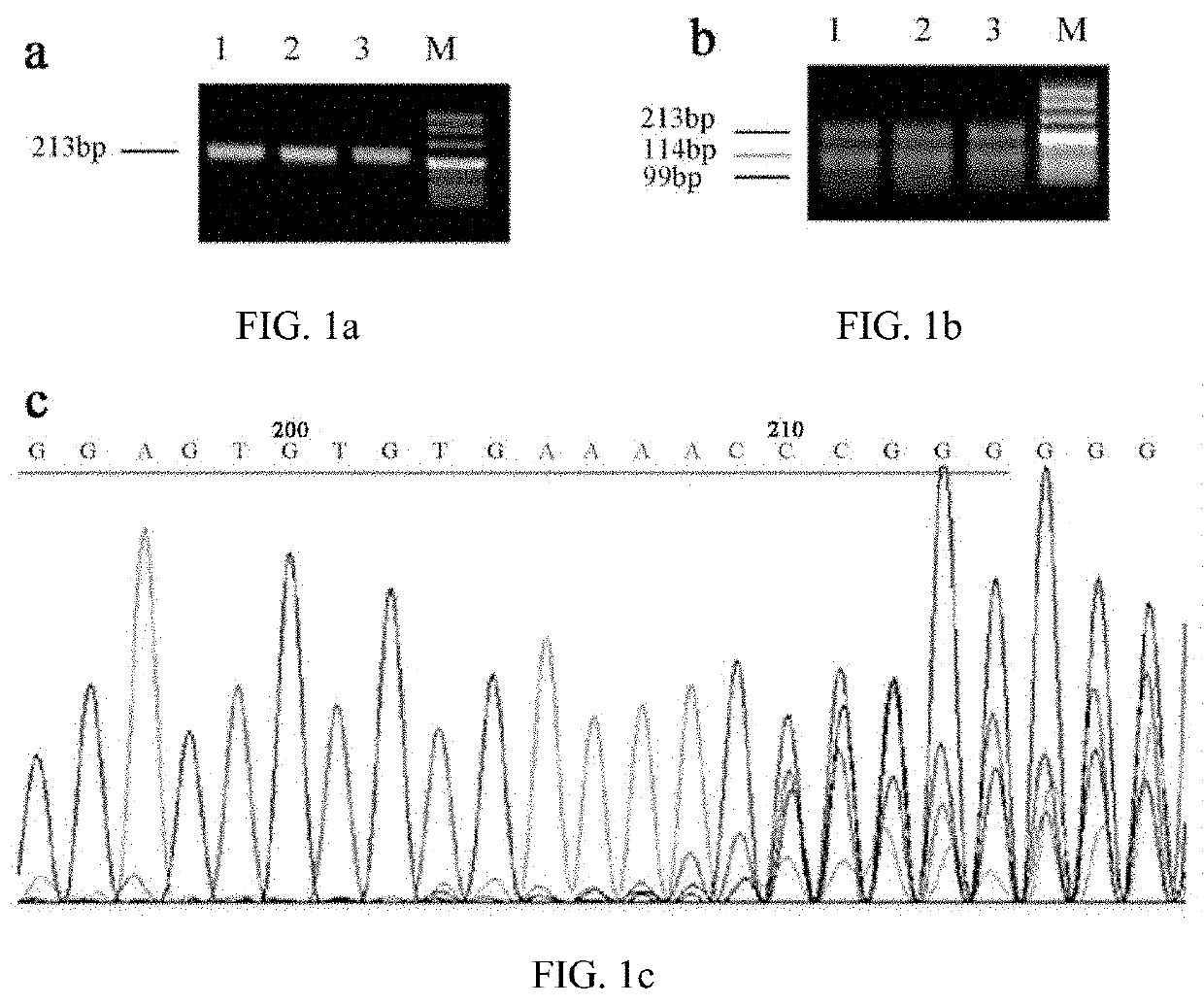 METHOD OF CONSTRUCTING ZEBRAFISH notch1a MUTANTS