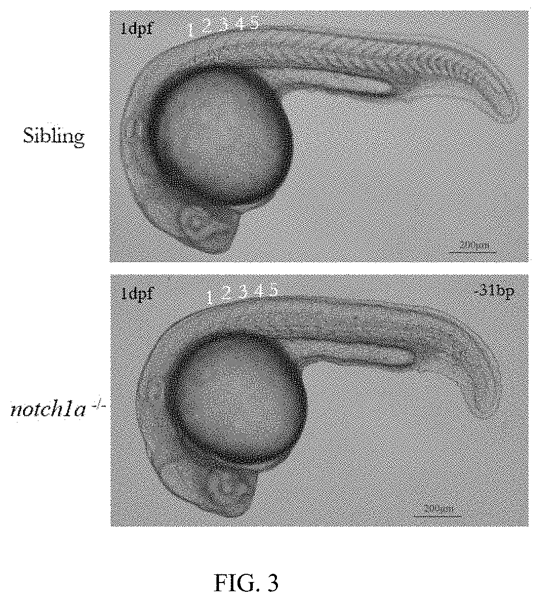 METHOD OF CONSTRUCTING ZEBRAFISH notch1a MUTANTS