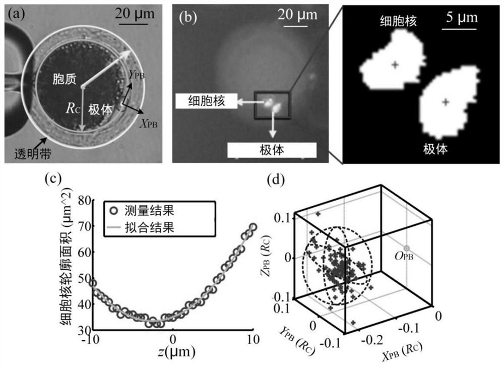 A Quantitative Enucleation Method Based on Cell Orientation