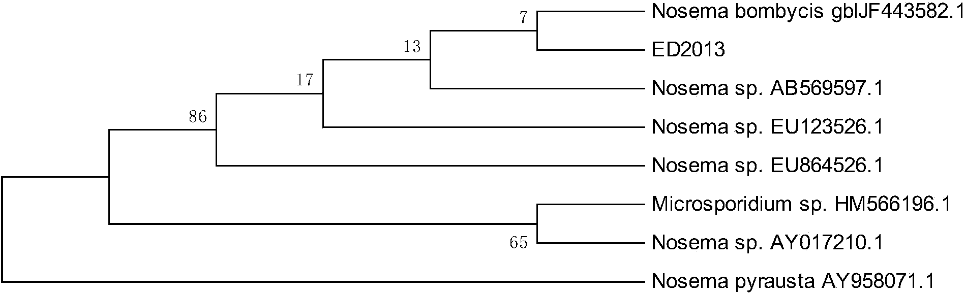 Nosema bombycis for controlling Athetis lepigone and application thereof