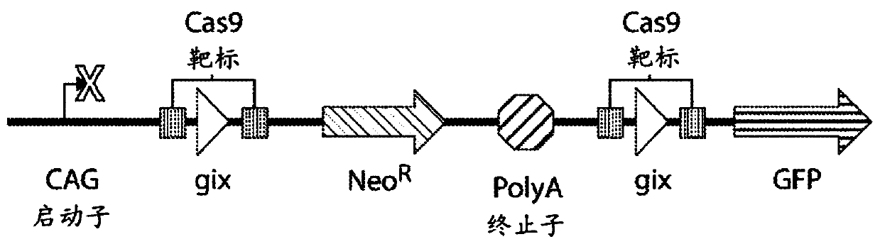 Programmable cas9-recombinase fusion proteins and uses thereof