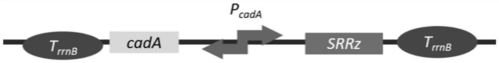 Semi-quantitative detection method for heavy metal ions in water-soluble sample based on whole-cell biosensor