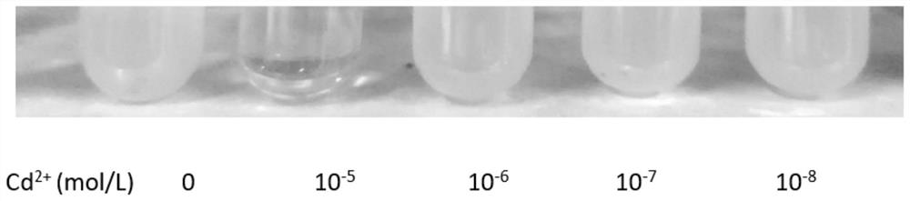 Semi-quantitative detection method for heavy metal ions in water-soluble sample based on whole-cell biosensor