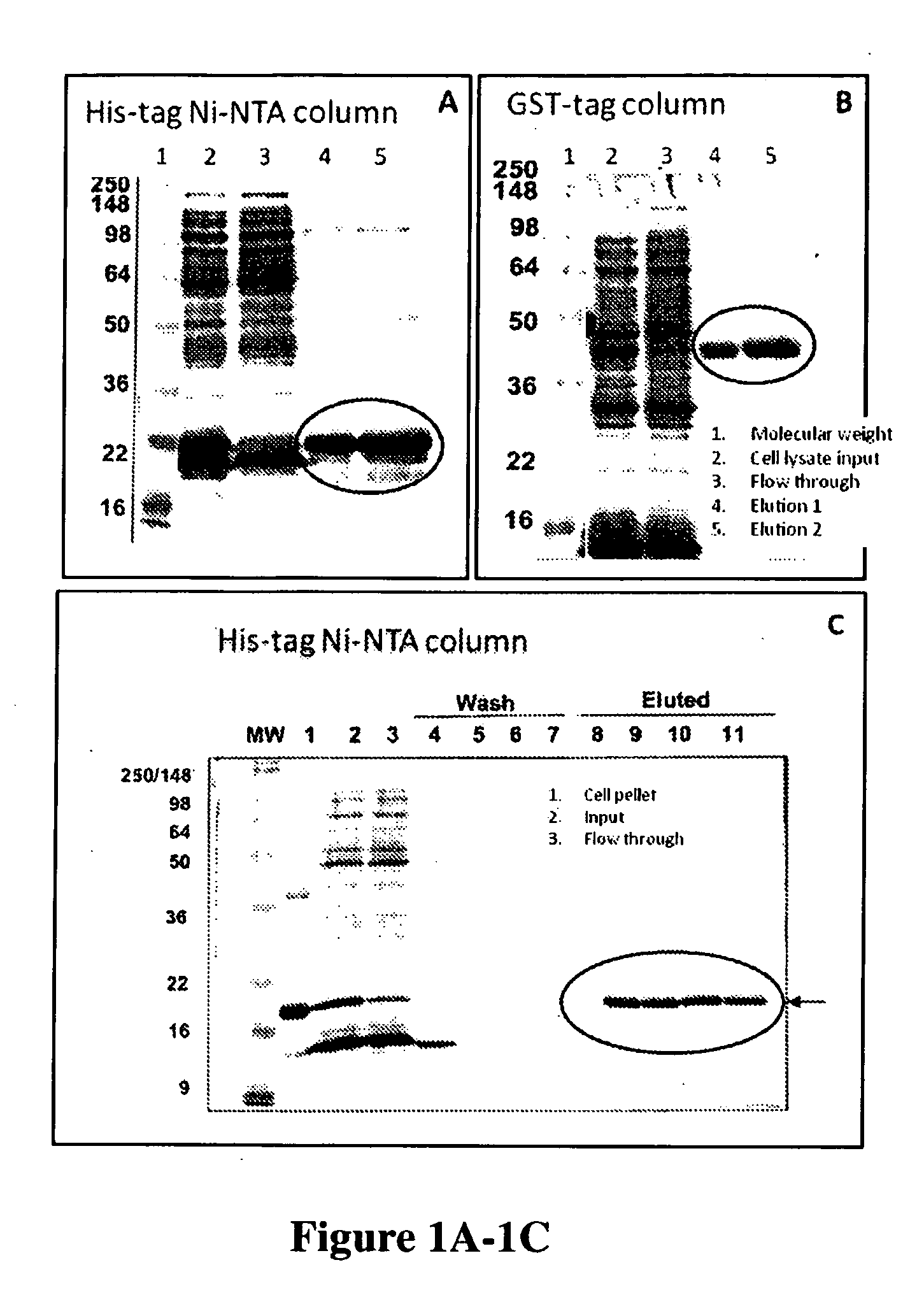 High throughput cell-based HPV immunoassays for diagnosis and screening of HPV-associated cancers