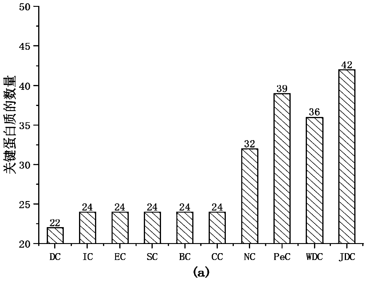 Key protein identification method based on protein clustering characteristics and activity co-expression