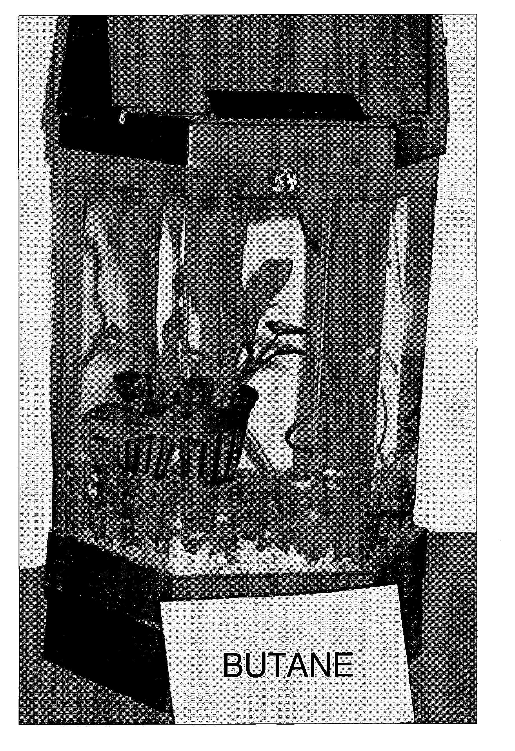 Method and apparatus for butane-enhanced aquatic plant and animal growth