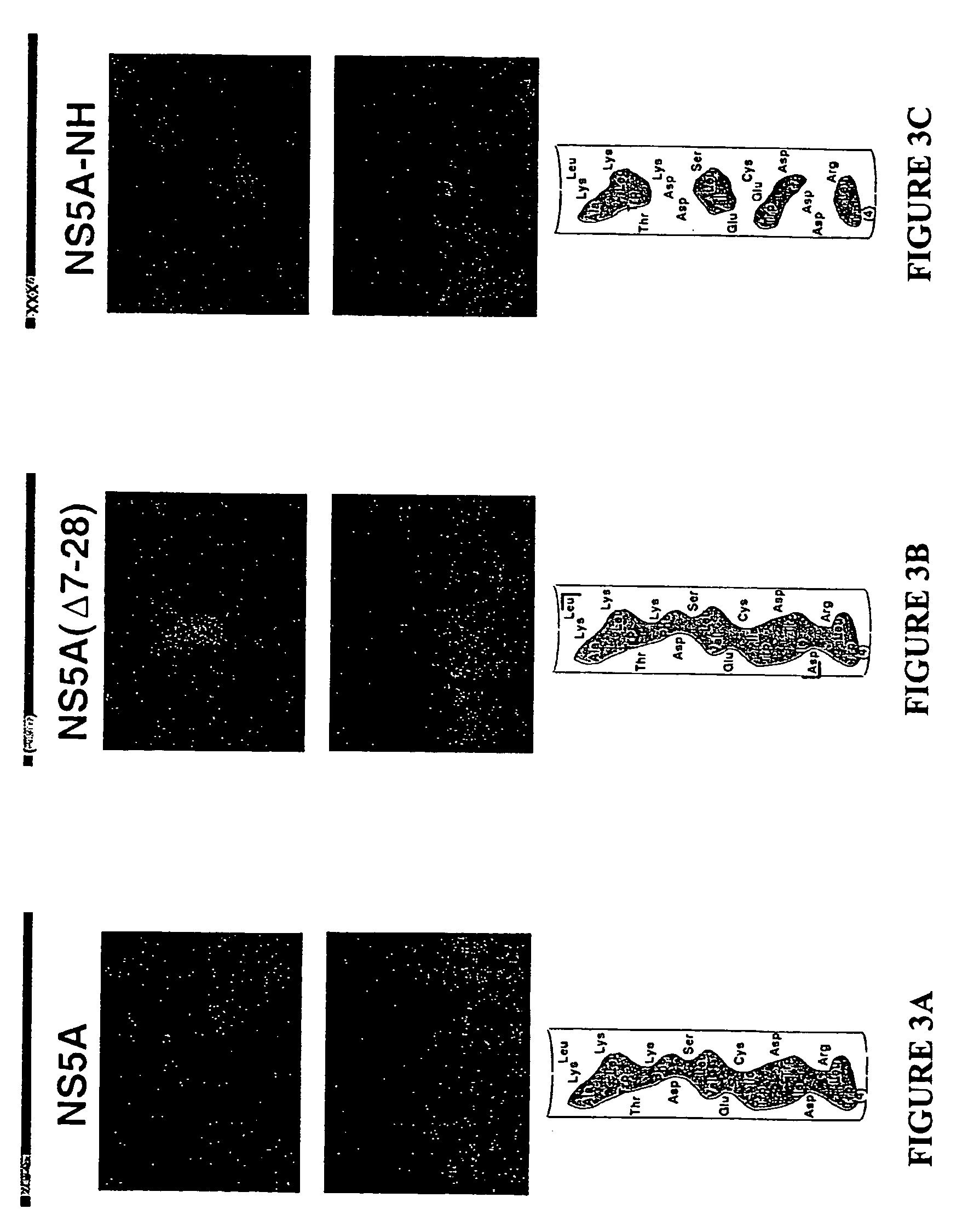 Agents for treatment of HCV and methods of use