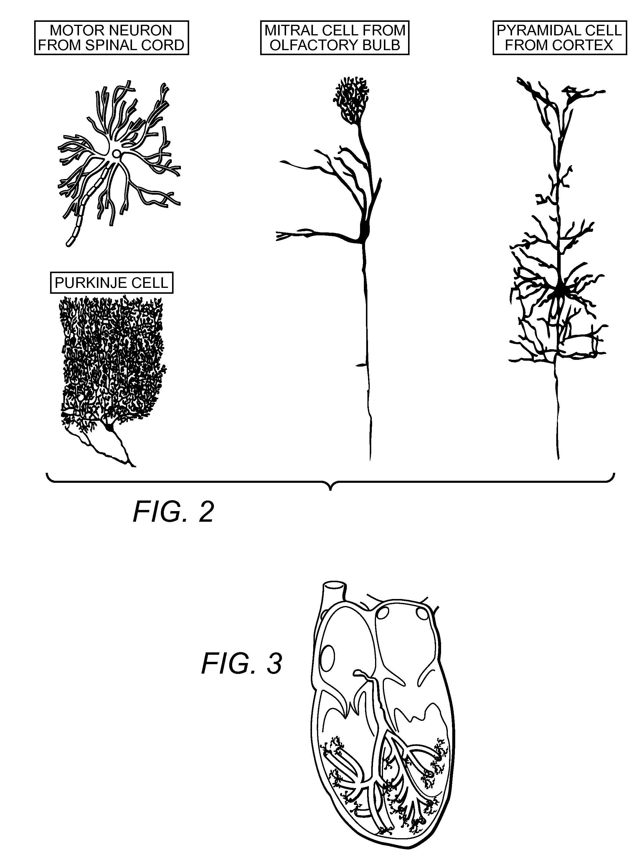 Enhancement of Biological Functioning by the Use of Electromagnetic and Magnetic Fields