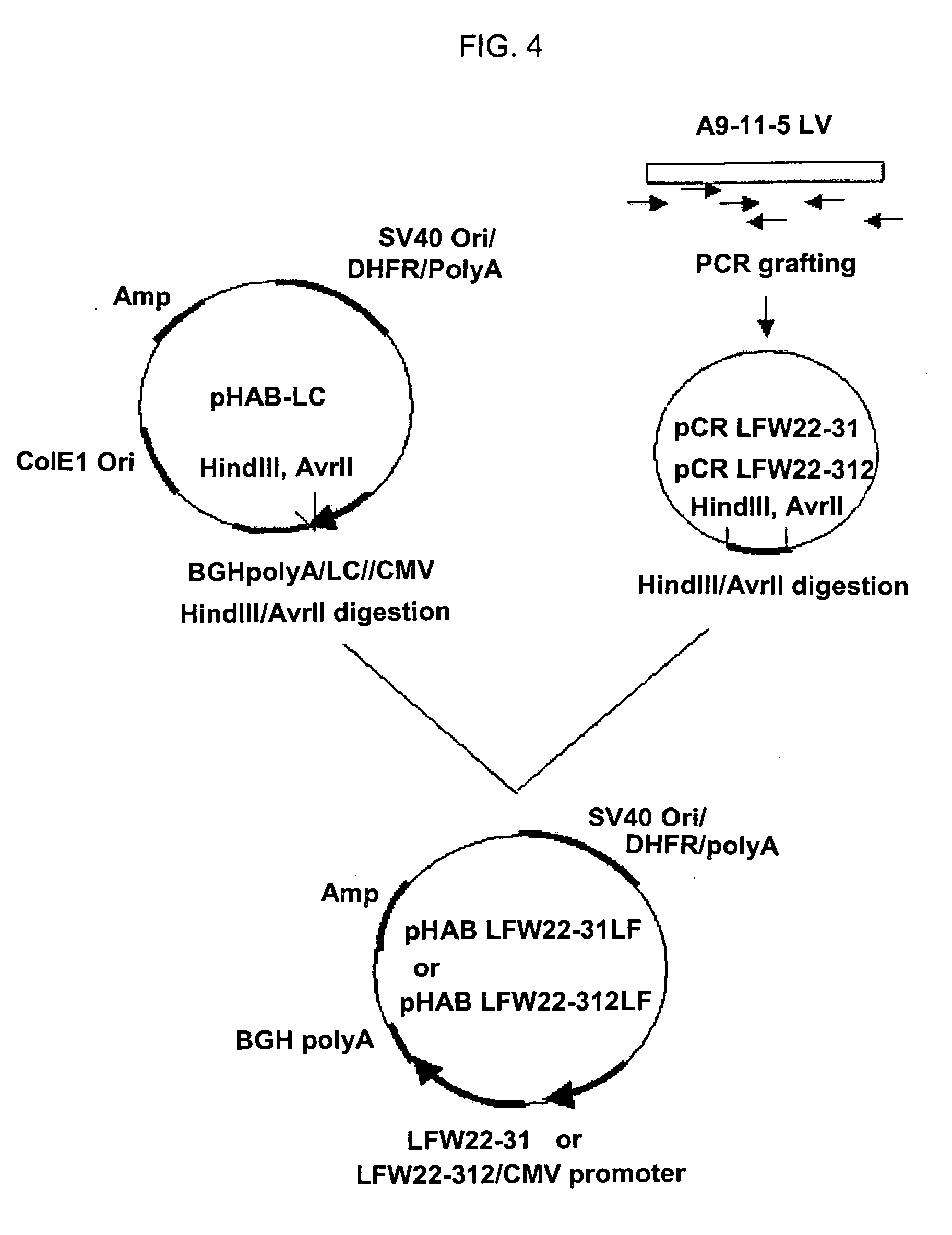 Humanized antibody against S-surface antigen of hepatitis B virus