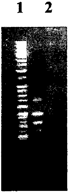 Method for detecting fungal pathogens