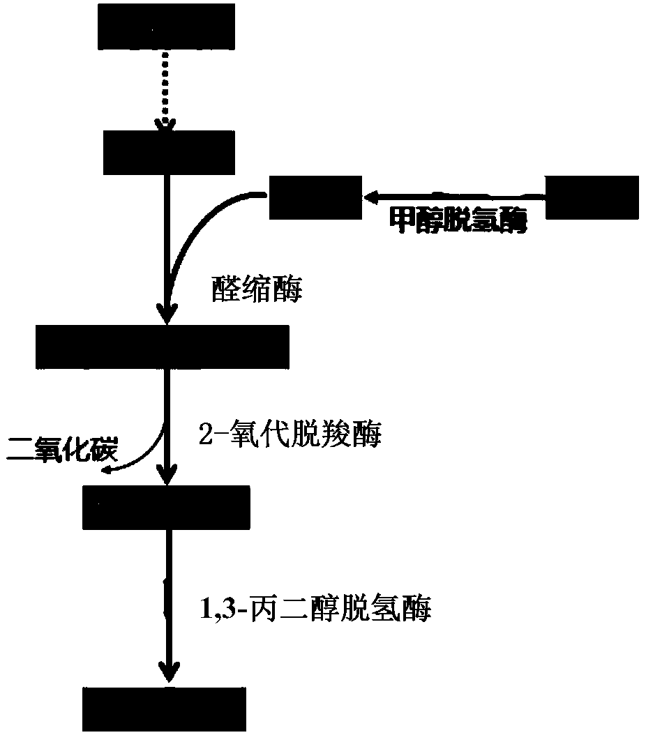 Method for producing 1,3-propanediol by using methanol/formaldehyde and glucose as common substrates