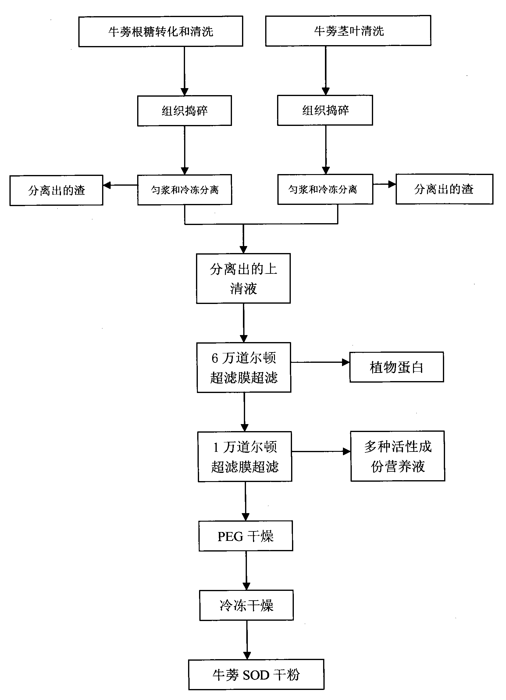 Process method for extracting superoxide dismutase from root, stem and leaf of burdock