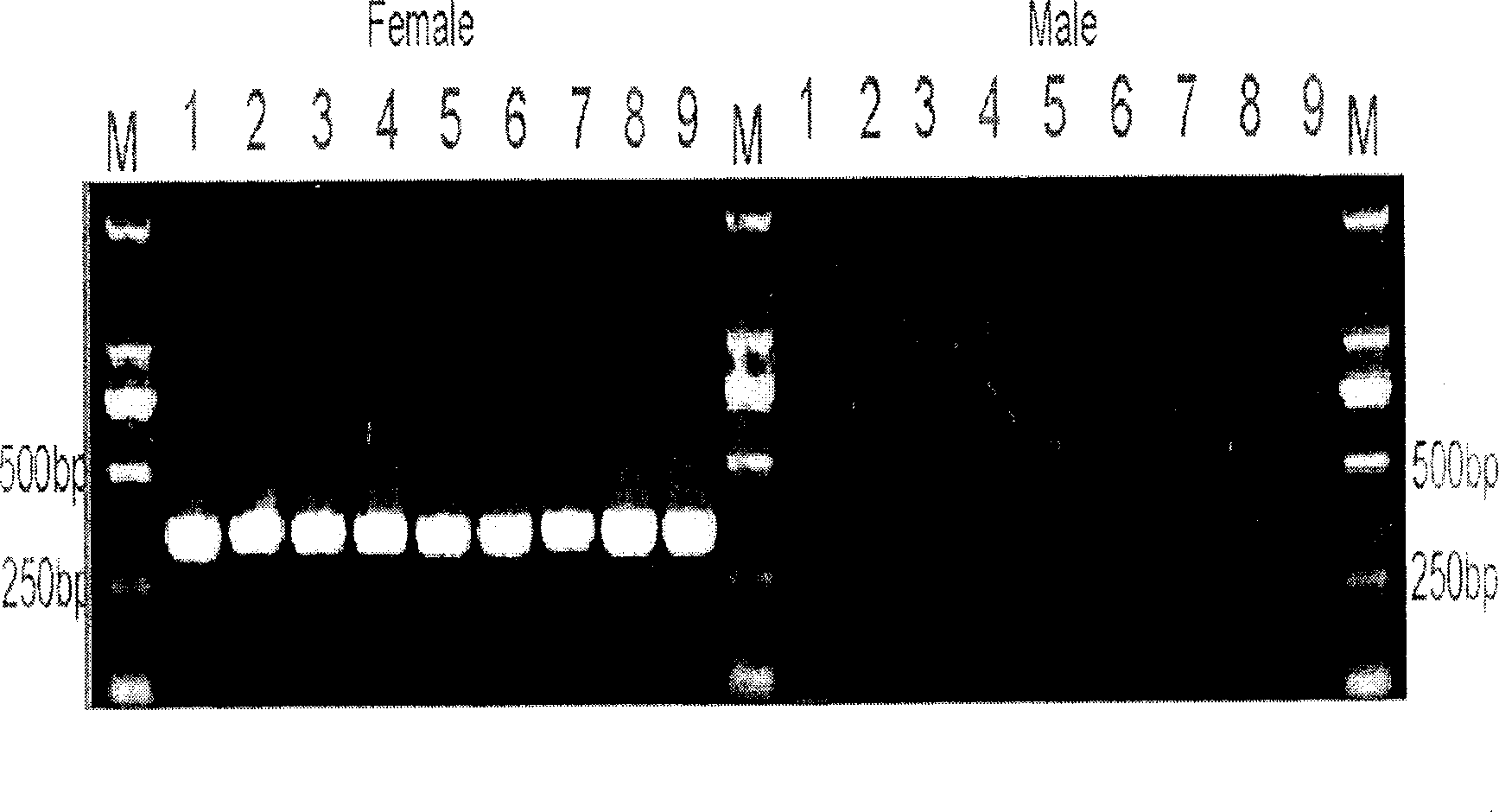 Female-specific AFLP fragment of Cynoglossus semilaevis Gunther and PCR method for identification of genetic sex