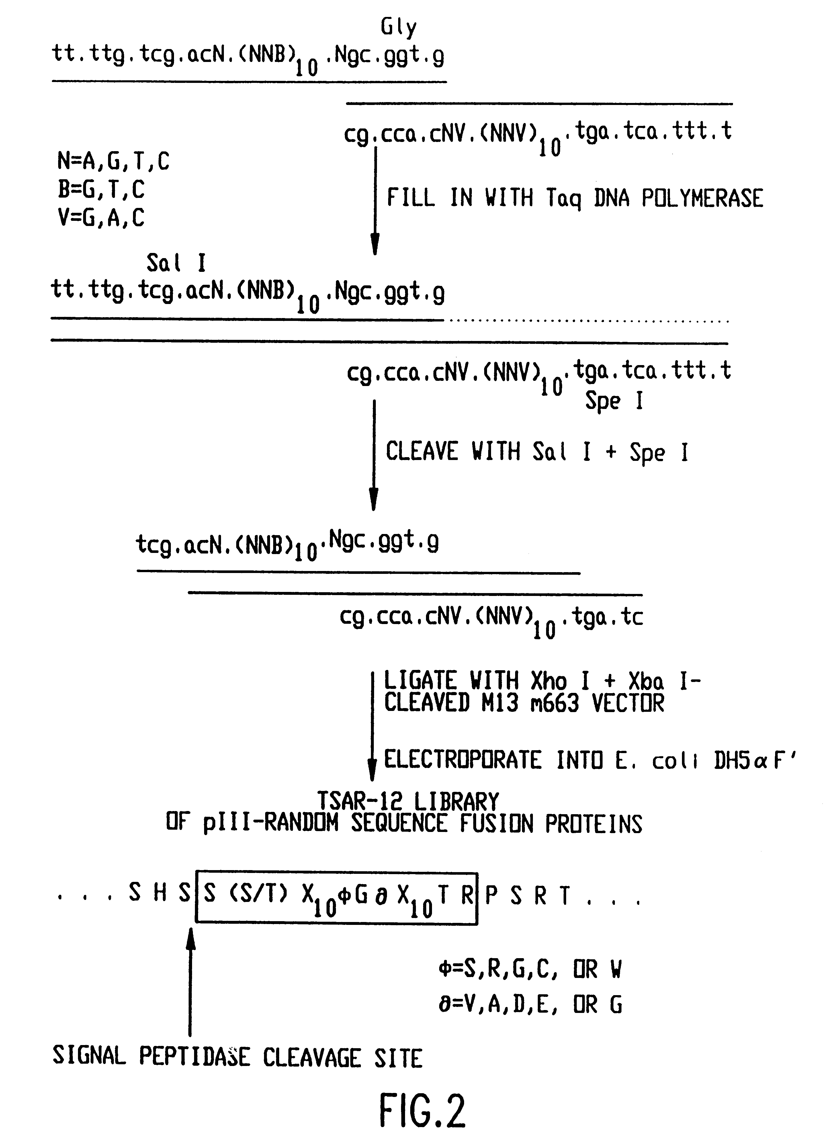 SRC SH3 binding peptides and methods of isolating and using same