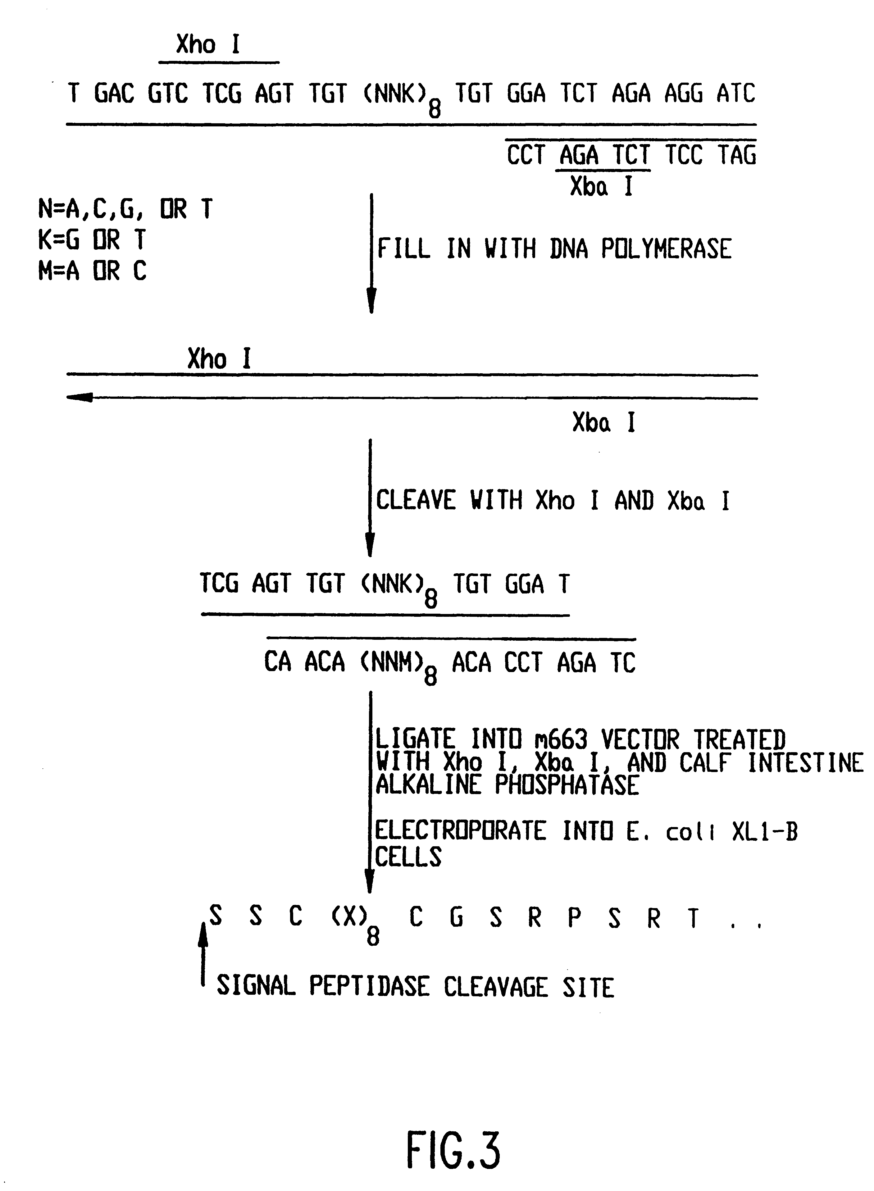 SRC SH3 binding peptides and methods of isolating and using same