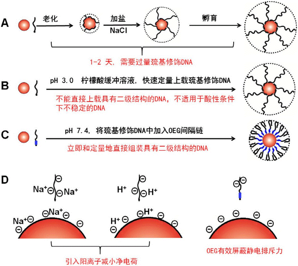 Method for rapidly preparing thiol-modified DNA nanometer gold complex (DNA-AuNP)