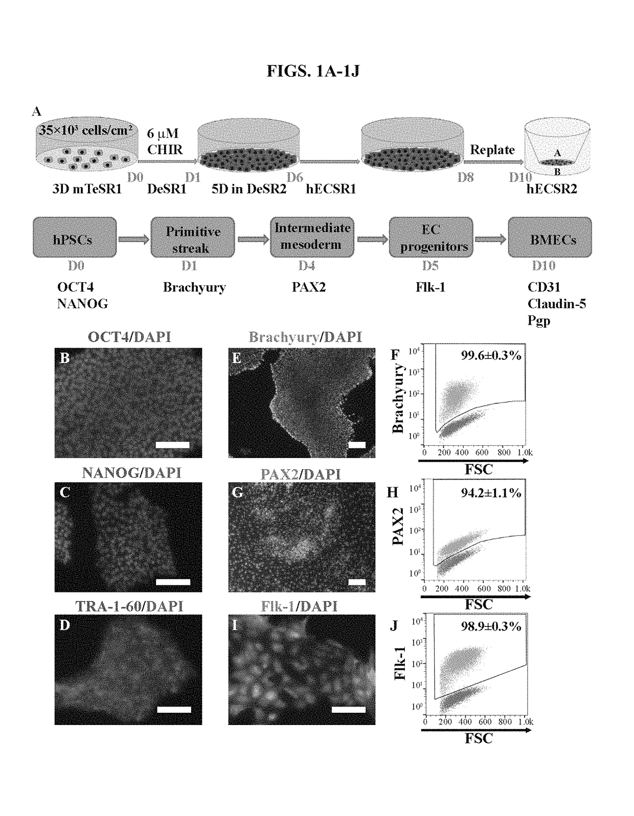 Methods for differentiation of human pluripotent stem cells to brain microvascular endothelial cells